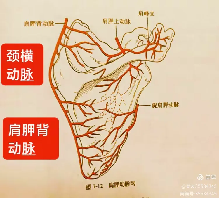 🔺血管出血→颈横动脉降支或肩胛背a